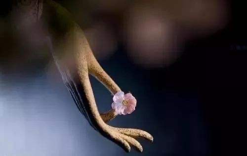 网络图片(侵删) 网络图片(侵删)