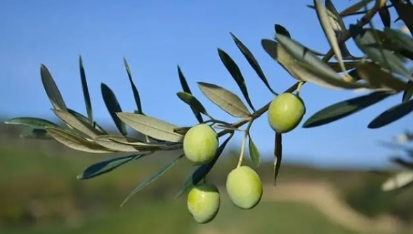 网络配图 网络配图