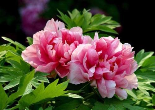 网络图片(侵删) 网络图片(侵删)