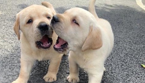 网络图片(侵删) 网络图片(侵删)