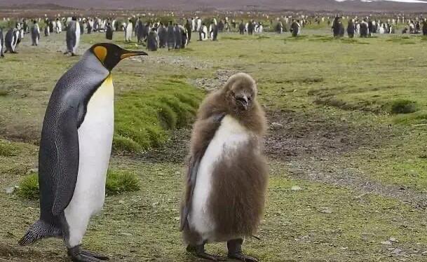 网络图片(侵删) 网络图片(侵删)