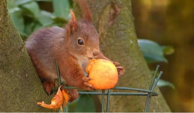 网络图片(侵删) 网络图片(侵删)