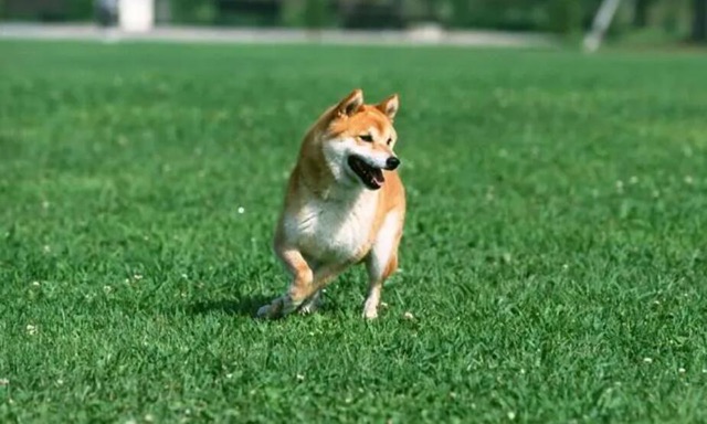 网络图片(侵删) 网络图片(侵删)