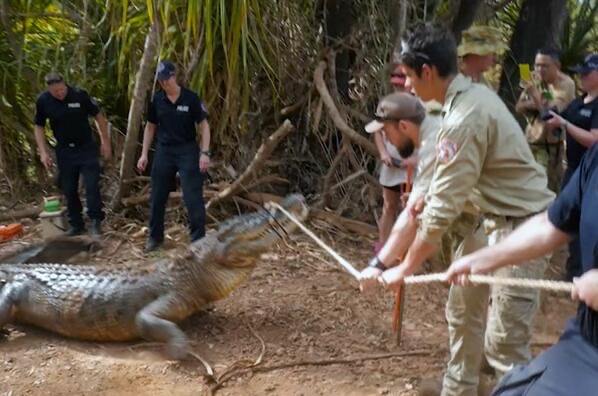 网络图片(侵删) 网络图片(侵删)