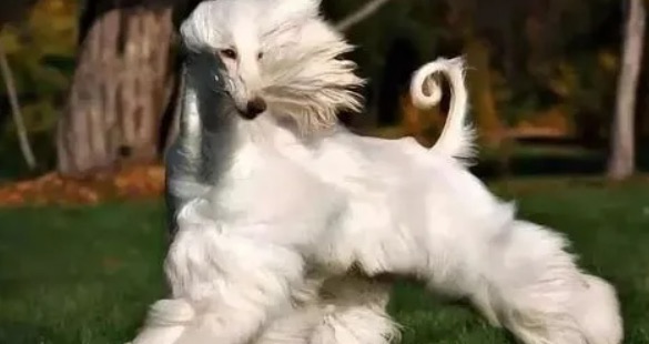 网络图片(侵删) 网络图片(侵删)