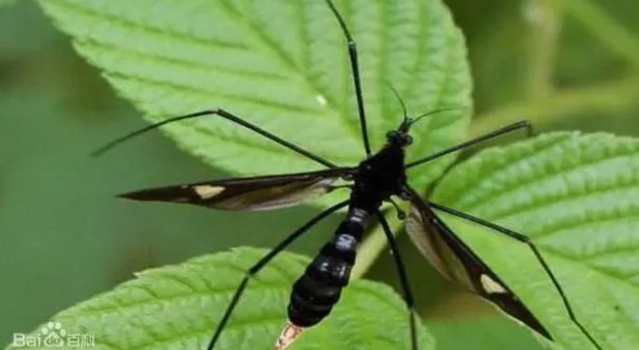 网络图片(侵删) 网络图片(侵删)