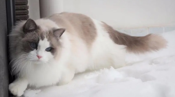 网络图片(侵删) 网络图片(侵删)