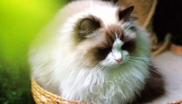 网络图片(侵删) 网络图片(侵删)