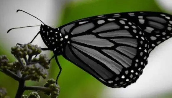 网络图片(侵删) 网络图片(侵删)