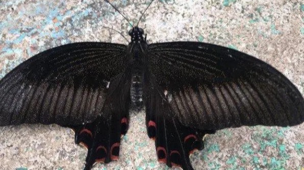 网络图片(侵删) 网络图片(侵删)