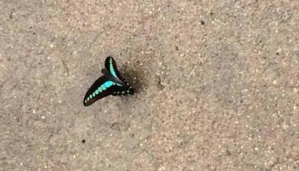 网络图片(侵删) 网络图片(侵删)