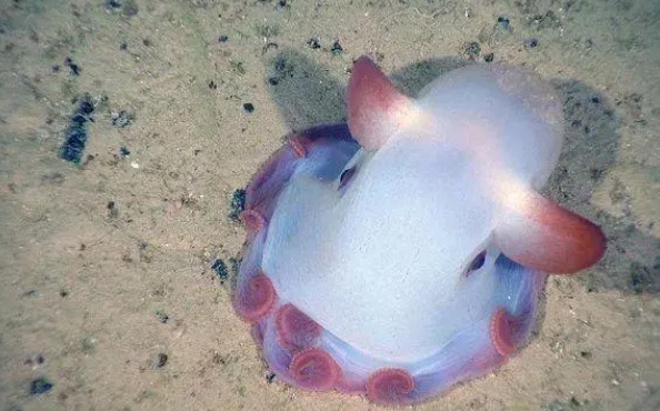 网络图片(侵删) 网络图片(侵删)