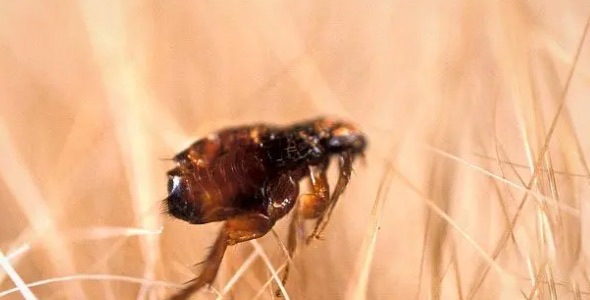 网络图片(侵删) 网络图片(侵删)