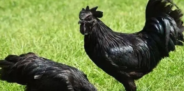 网络图片(侵删) 网络图片(侵删)