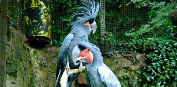 网络图片(侵删) 网络图片(侵删)