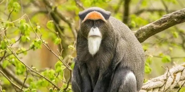 网络图片(侵删) 网络图片(侵删)