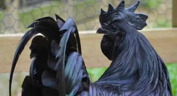 网络图片(侵删) 网络图片(侵删)