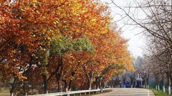 网络图片(侵删) 网络图片(侵删)