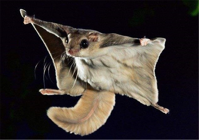 网络图片(侵删) 网络图片(侵删)