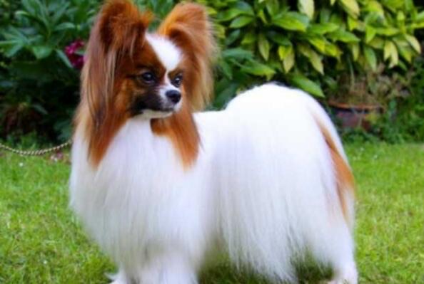 网络图片(侵删) 网络图片(侵删)