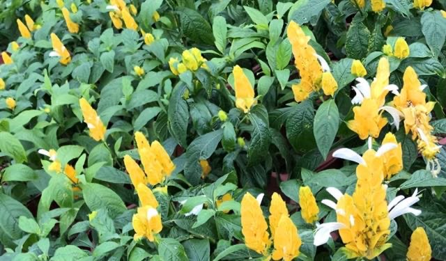 网络配图 网络配图