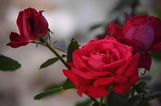 网络配图 网络配图