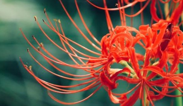 网络配图 网络配图