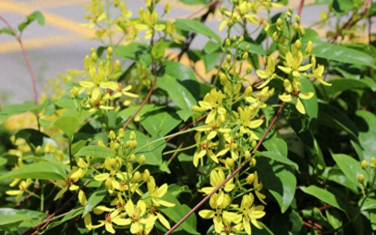 网络配图 网络配图