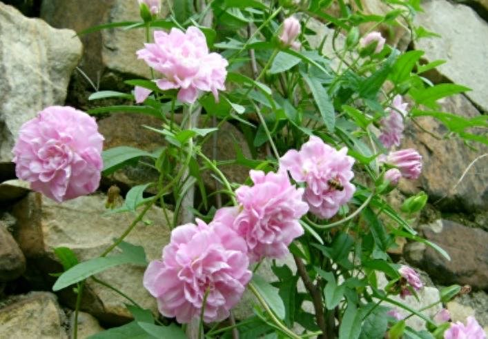 网络配图 网络配图