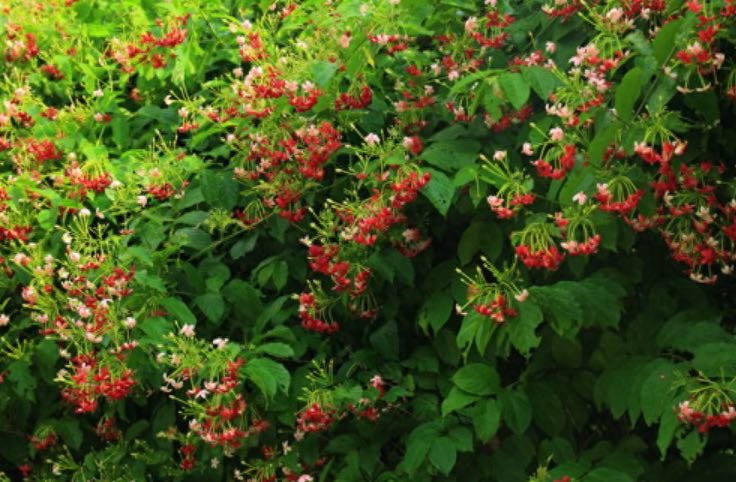 网络配图 网络配图