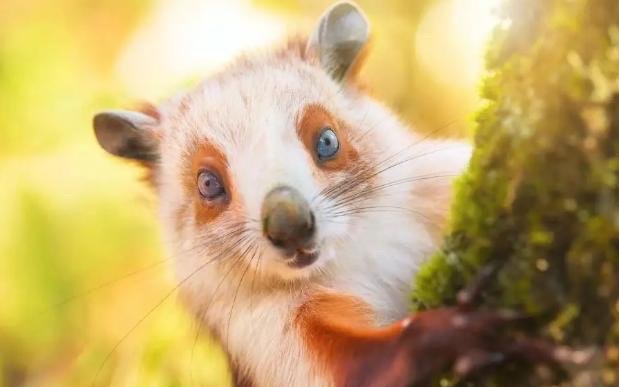 网络配图 网络配图