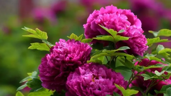 网络配图 网络配图