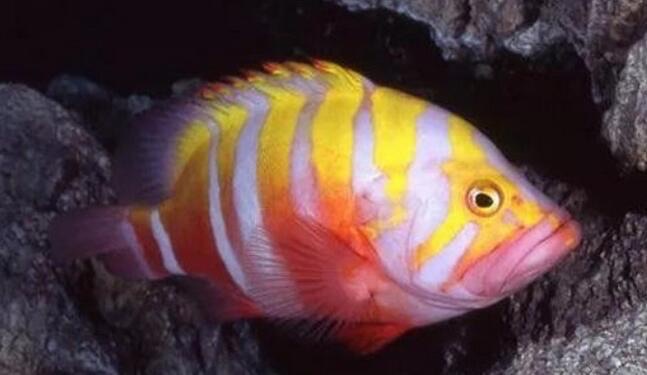 网络配图 网络配图