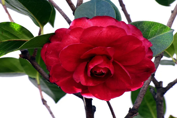 网络配图 网络配图