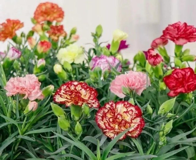 网络配图 网络配图