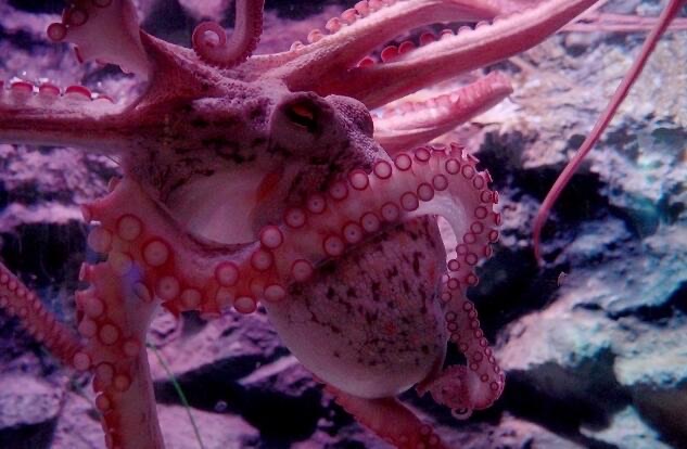 网络图片(侵删) 网络图片(侵删)