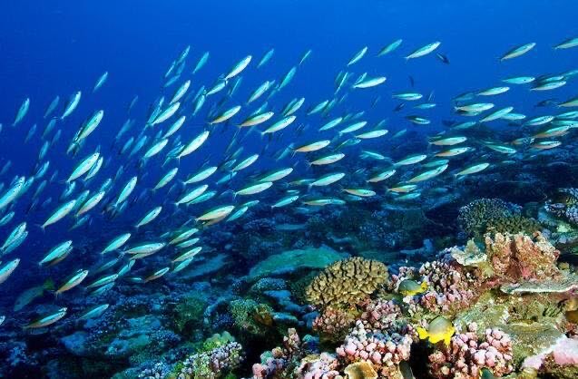 网络图片(侵删) 网络图片(侵删)