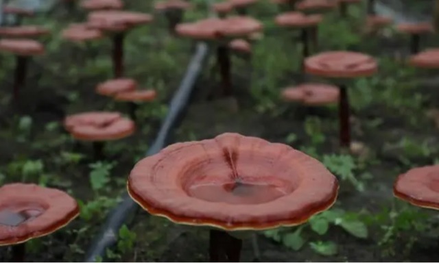 网络图片(侵删) 网络图片(侵删)