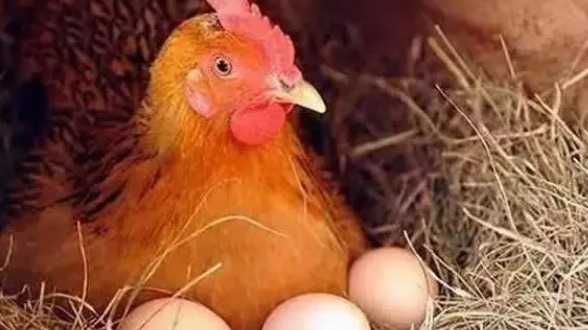 网络图片(侵删) 网络图片(侵删)