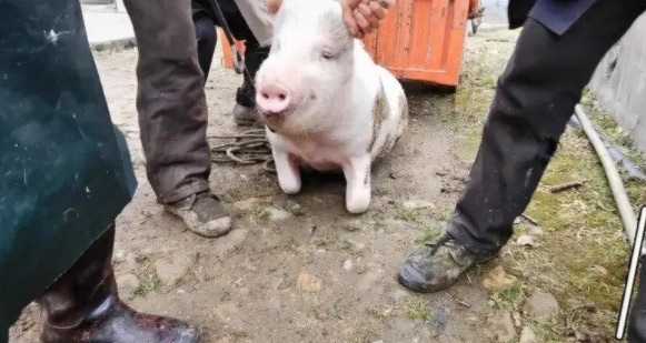 网络图片(侵删) 网络图片(侵删)