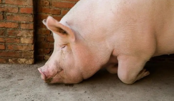 网络图片(侵删) 网络图片(侵删)