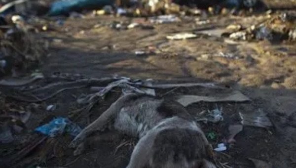 网络图片(侵删) 网络图片(侵删)