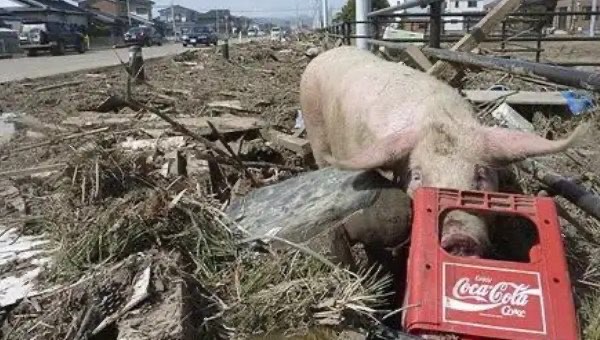 网络图片(侵删) 网络图片(侵删)