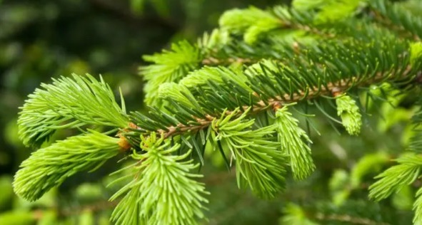 网络配图 网络配图