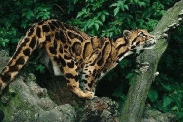 网络图片(侵删) 网络图片(侵删)