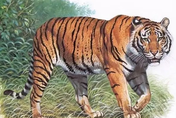 网络图片(侵删) 网络图片(侵删)