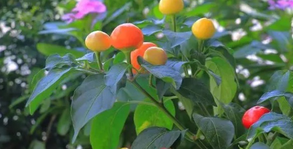 网络图片(侵删) 网络图片(侵删)