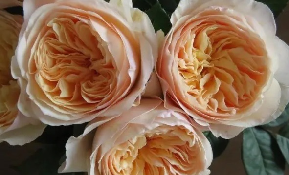 网络图片(侵删) 网络图片(侵删)