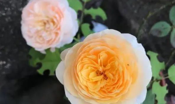 网络图片(侵删) 网络图片(侵删)