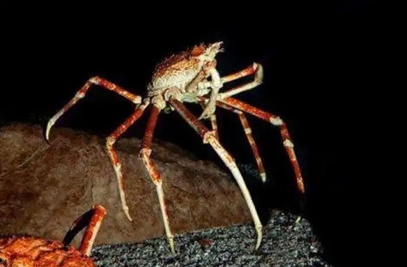 网络图片(侵删) 网络图片(侵删)